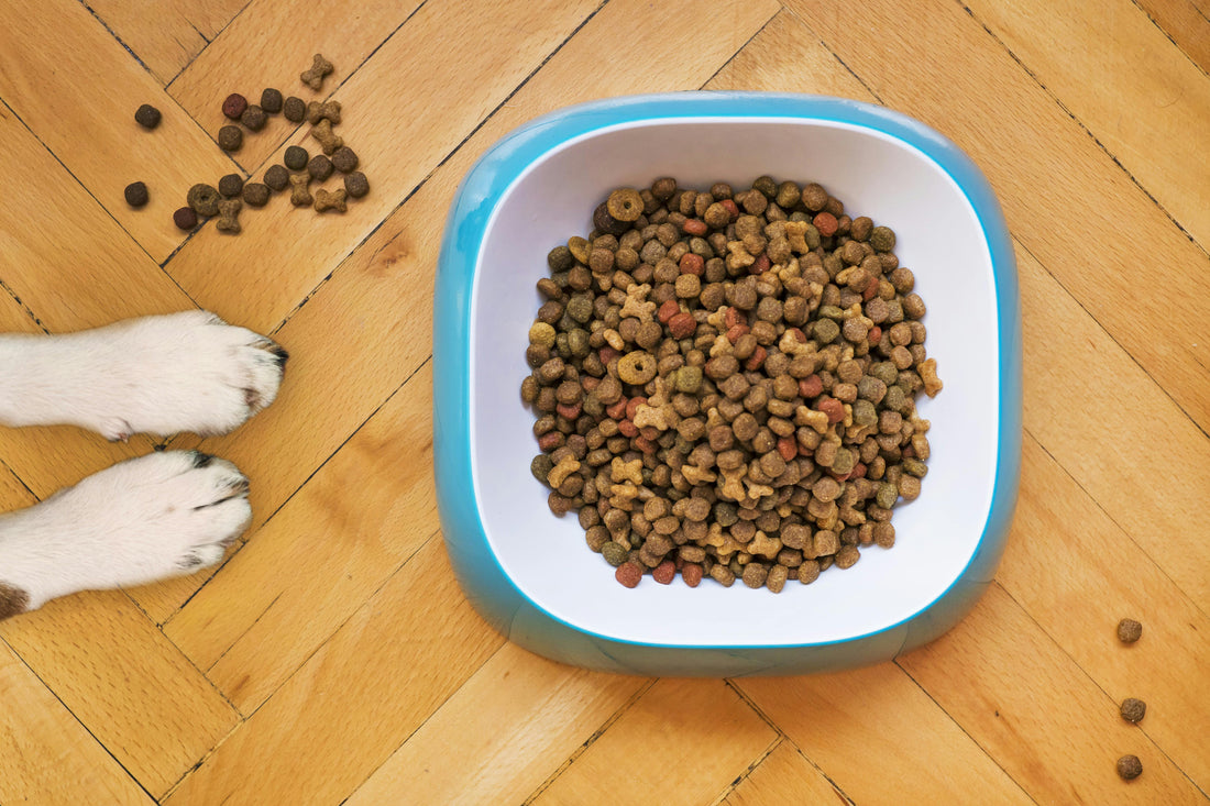 La transition alimentaire chez le chien