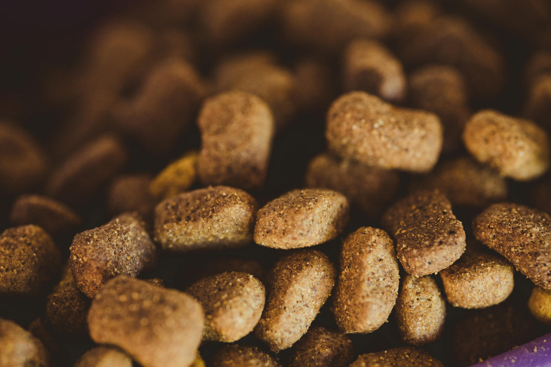 La bonne croquette pour votre chien