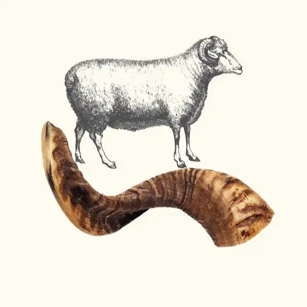 Corne de Mouton Truffe Délice