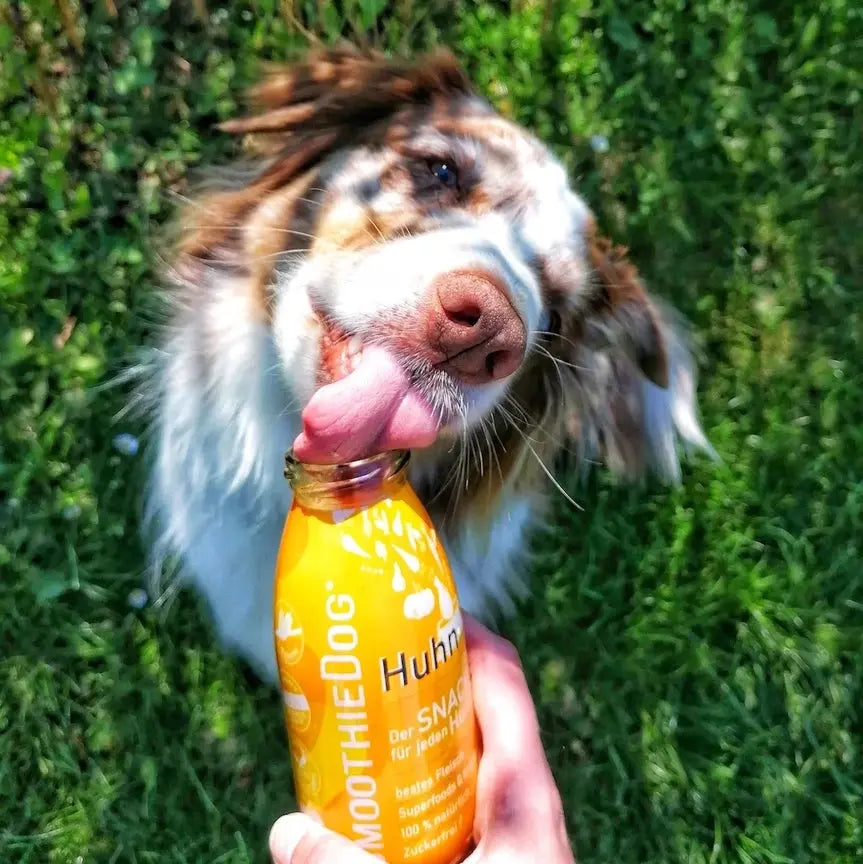 Smoothie Poulet SmoothieDog 2