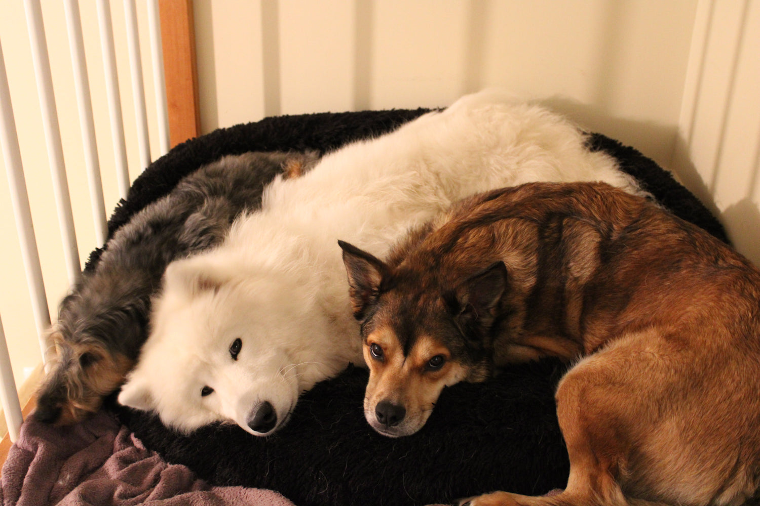 Couchage Reliance Canine