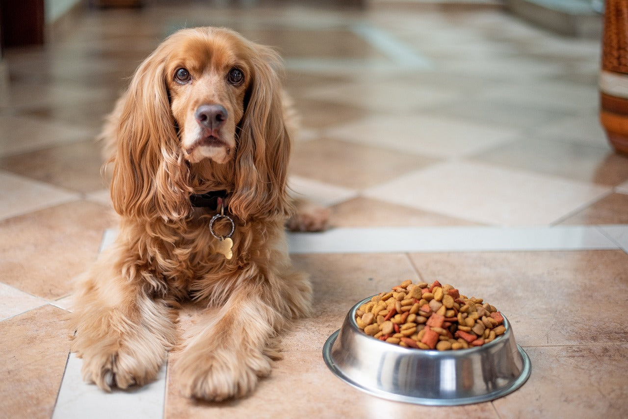 Alimentation Reliance Canine