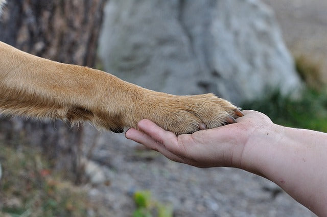 Prestations Reliance Canine