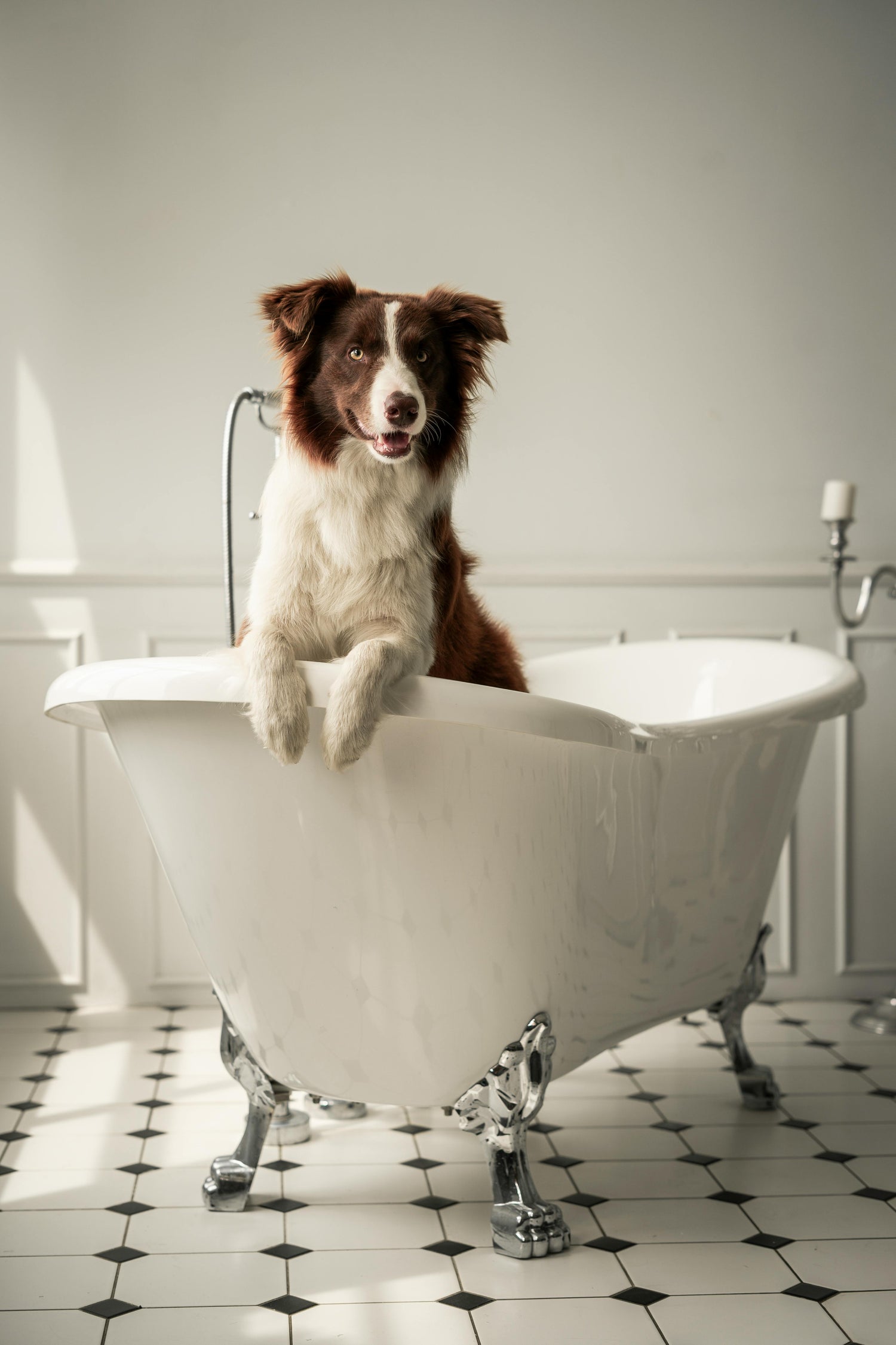 Soins Reliance Canine