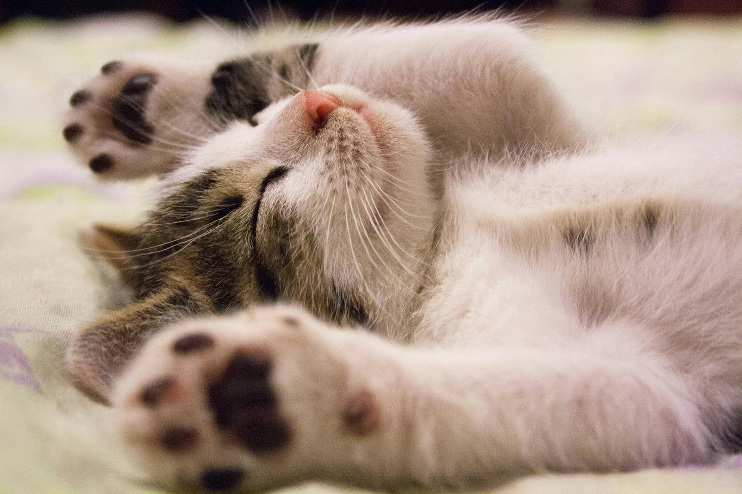 Chat