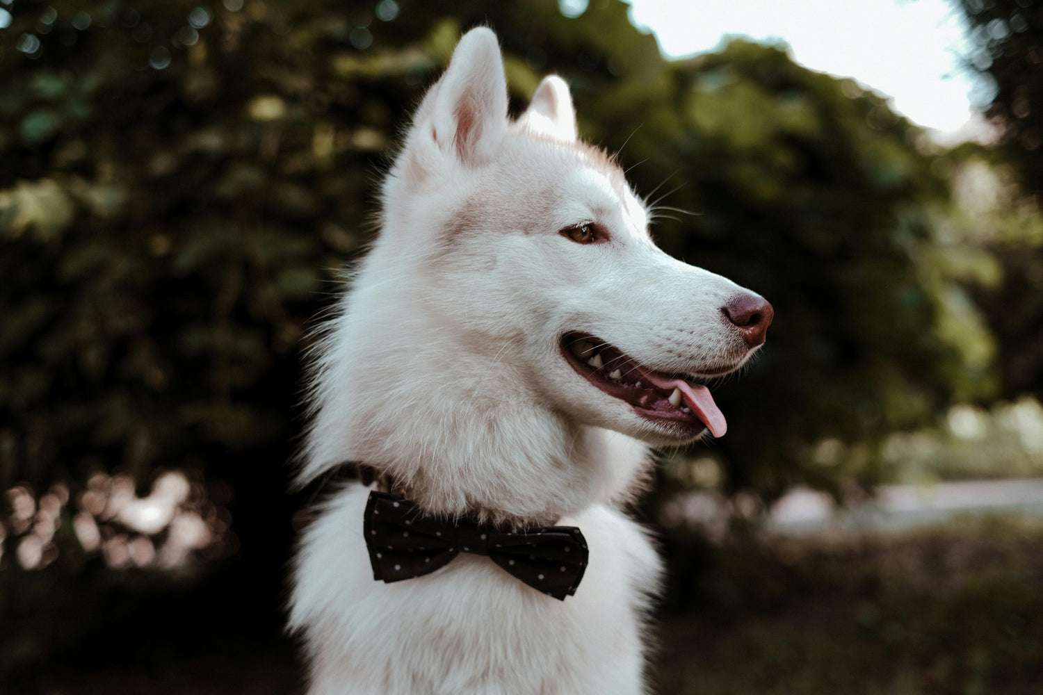 Accessoires Reliance Canine