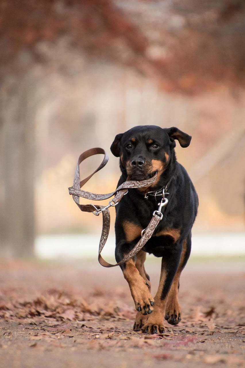 Sellerie Reliance Canine