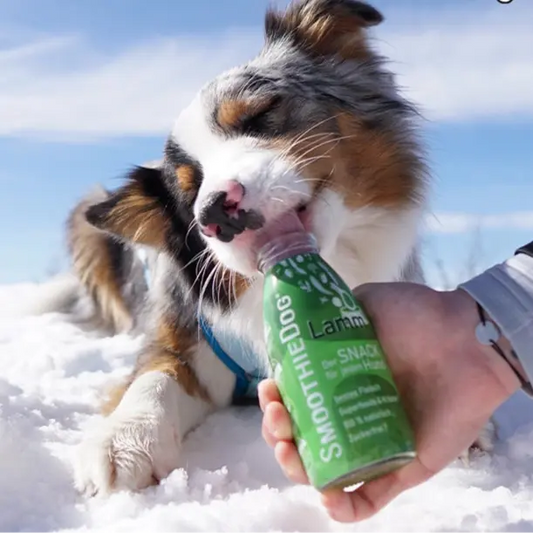 Smoothie Agneau SmoothieDog 2