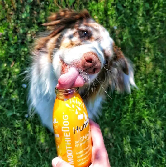 Smoothie Poulet SmoothieDog 2